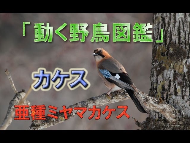 動く野鳥図鑑 6」 カケス Eurasian Jay 鳴き声、鳴き真似 あり - YouTube