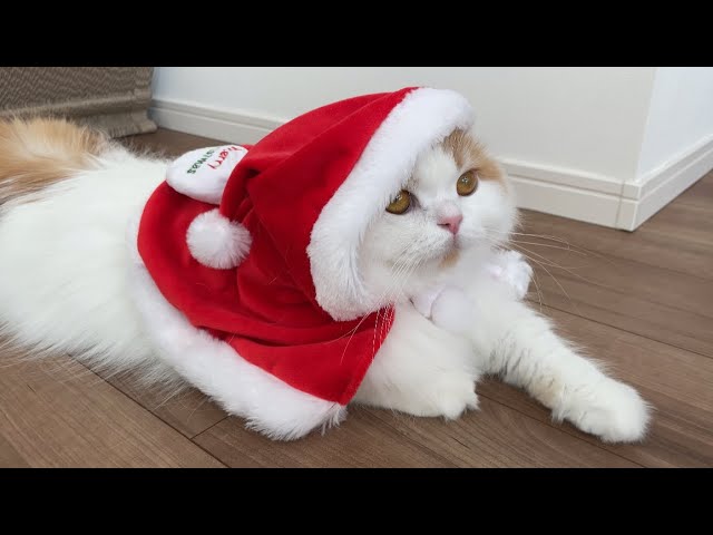 愛猫にサンタのコスプレをさせたらこうなりましたw - YouTube