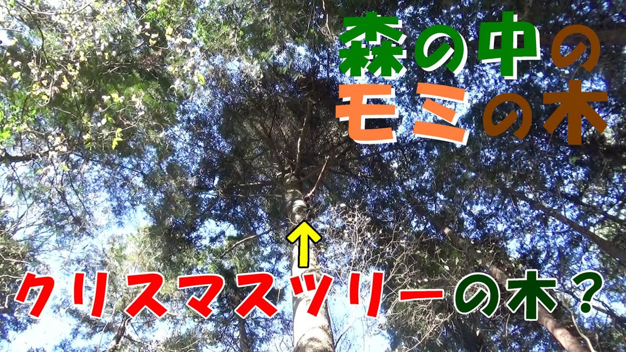 Christmas tree] Let's observe the fir tree in the forest! - YouTube
