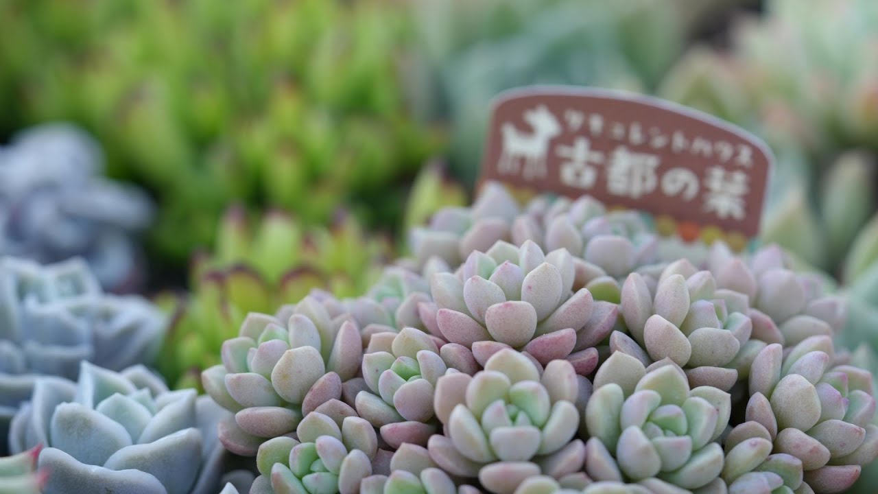 315 [Introducing recommended producers] At the end of the video