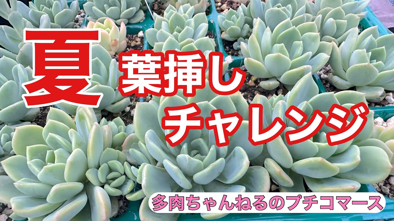多肉植物】夏❣️葉挿しチャレンジしてみませんか⁉️【ガーデニング