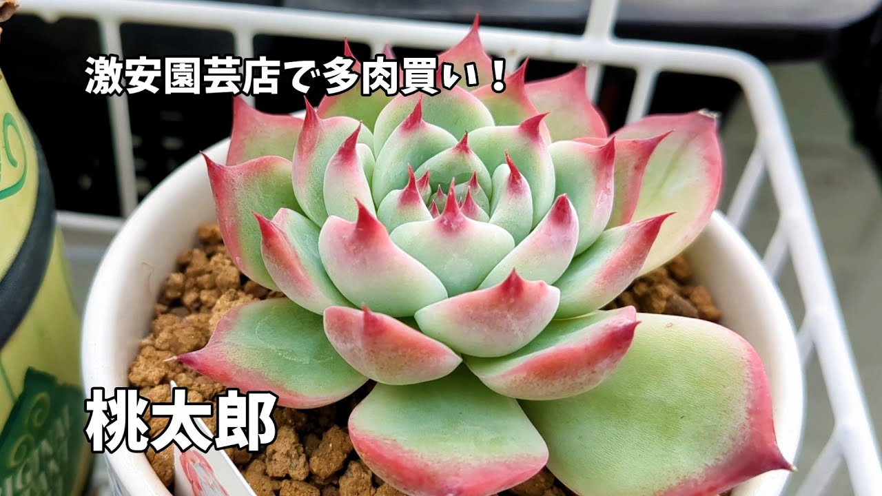 多肉植物】激安の園芸屋さんでみつけた多肉たち【にじいろクックママ