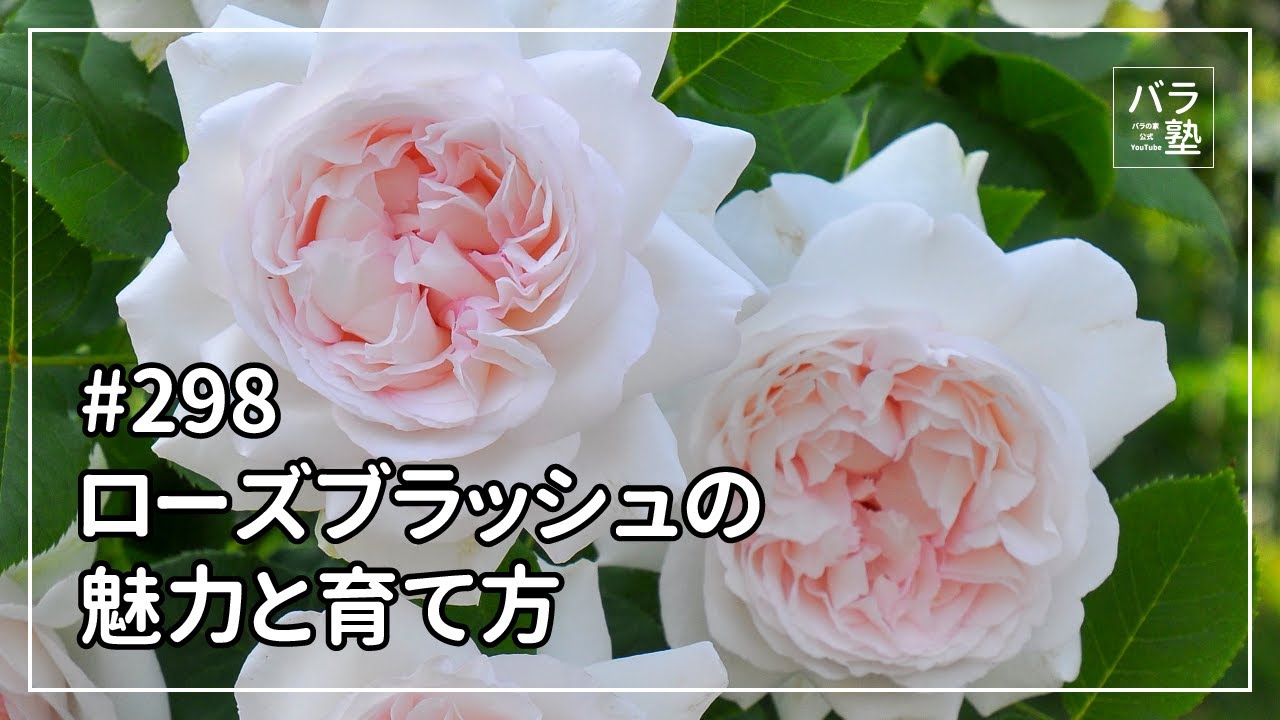 バラ苗【中苗】ローズブラッシュ 国産苗 6号鉢植え品［契約品種］《JB