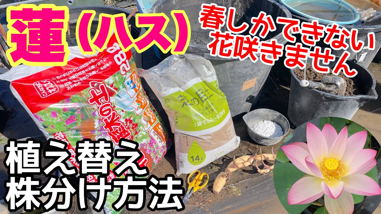 How to repot, divide and plant lotus plants! To make them bloom