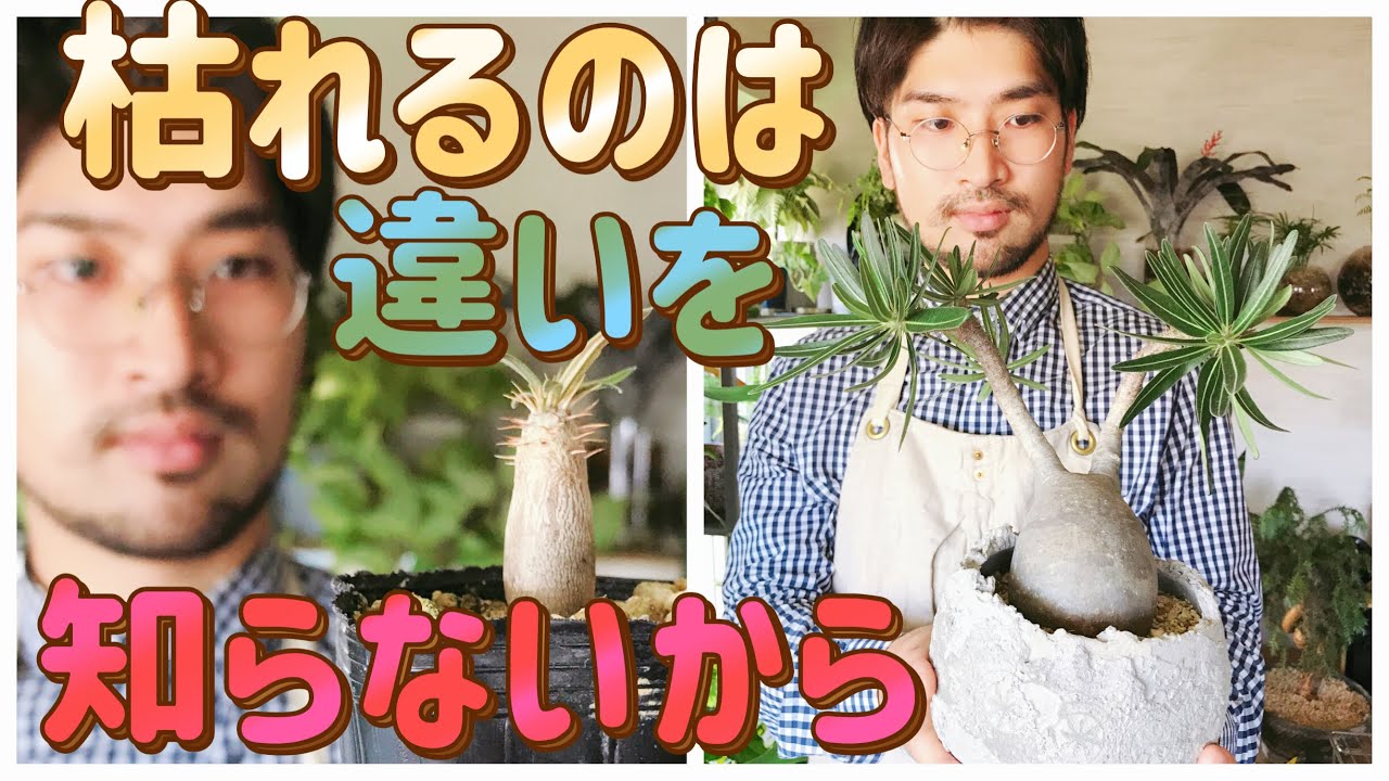 How to grow Pachypodium gracilis seedlings and three major