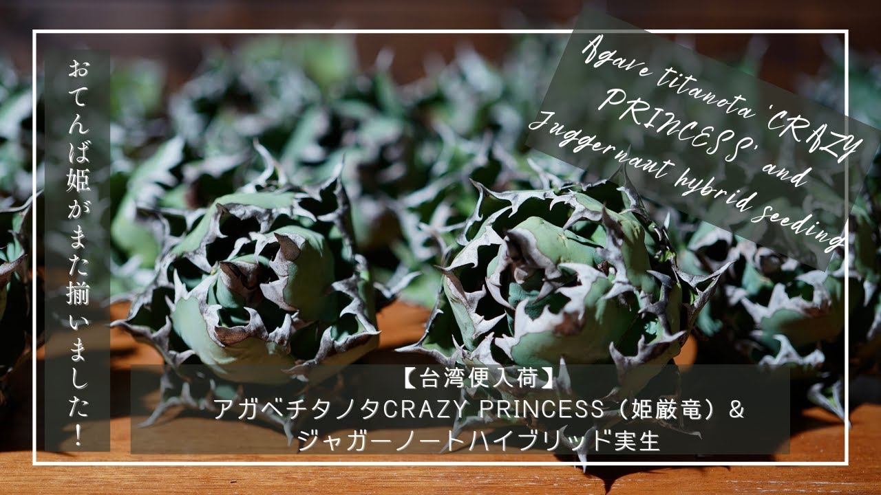 台湾便入荷！】CRAZY PRINCESS（姫厳竜）&ジャガーノートハイブリッド