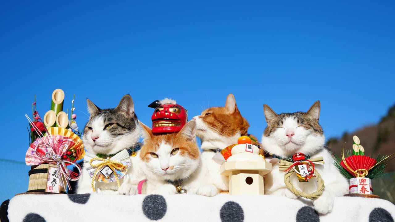 のせ猫 x お正月 2025 New Year cat 250101 - YouTube
