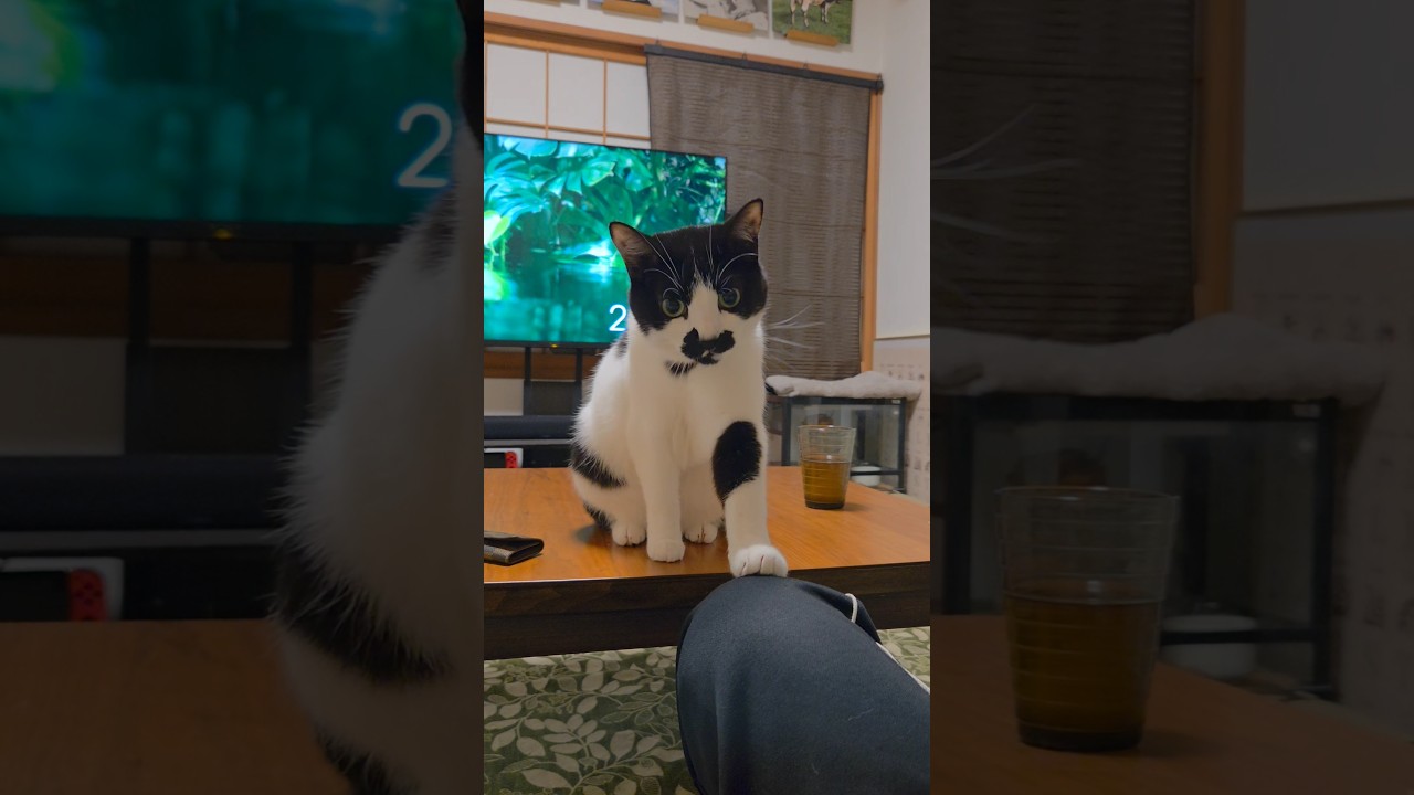 牛柄の猫が話題】キッチンへの侵入を“ドヤ顔”で誇らしげに決める姿が