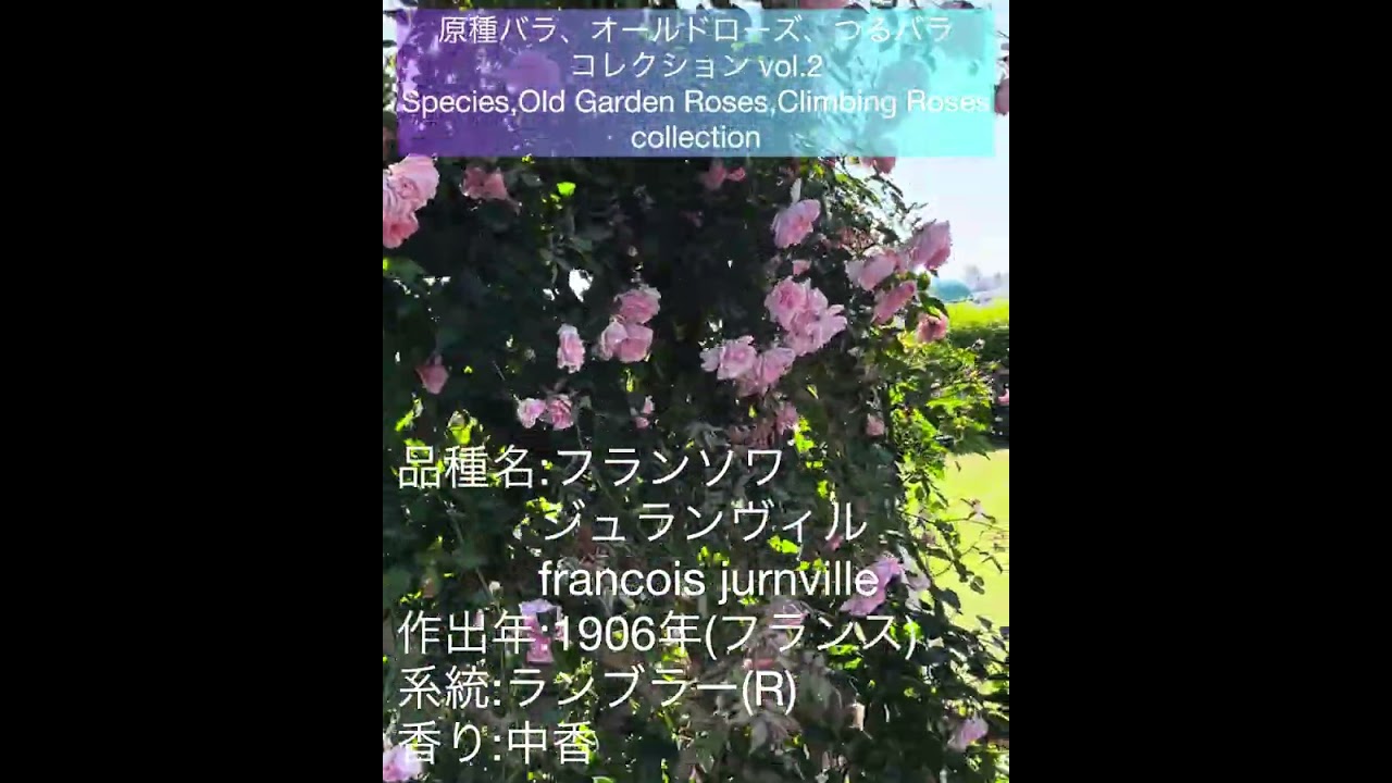 Native Roses, Old Roses, Climbing Roses Collection vol.2] Francis