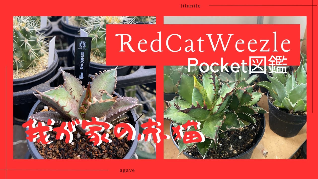 注目】レッドキャットウィーズルの簡単品種紹介 - YouTube