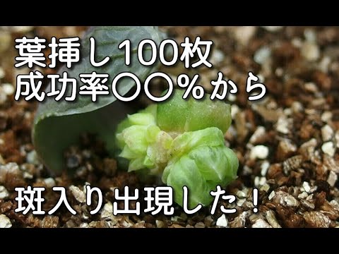 葉挿し100枚の成功率は？ついに斑入り苗出現！必見です】ハオルチアの
