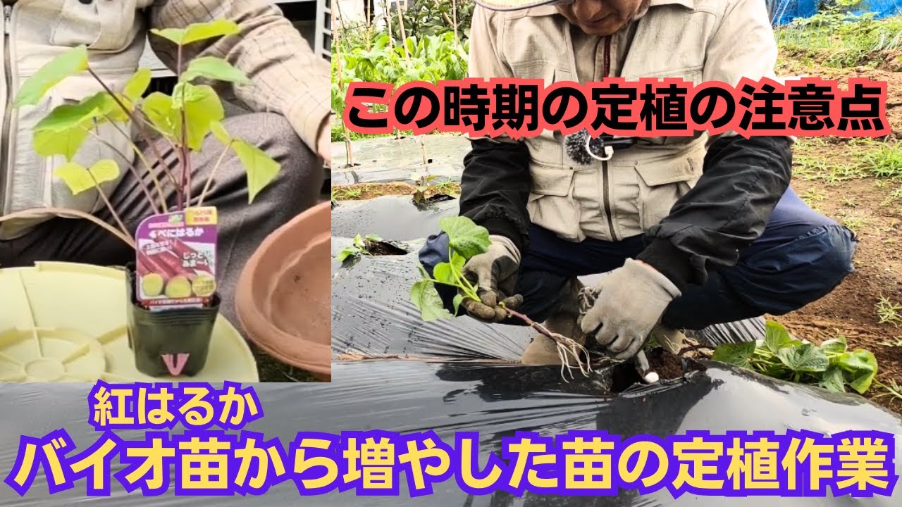 サツマイモのバイオ苗から増やした苗の定植作業【紅はるか】2023年6月