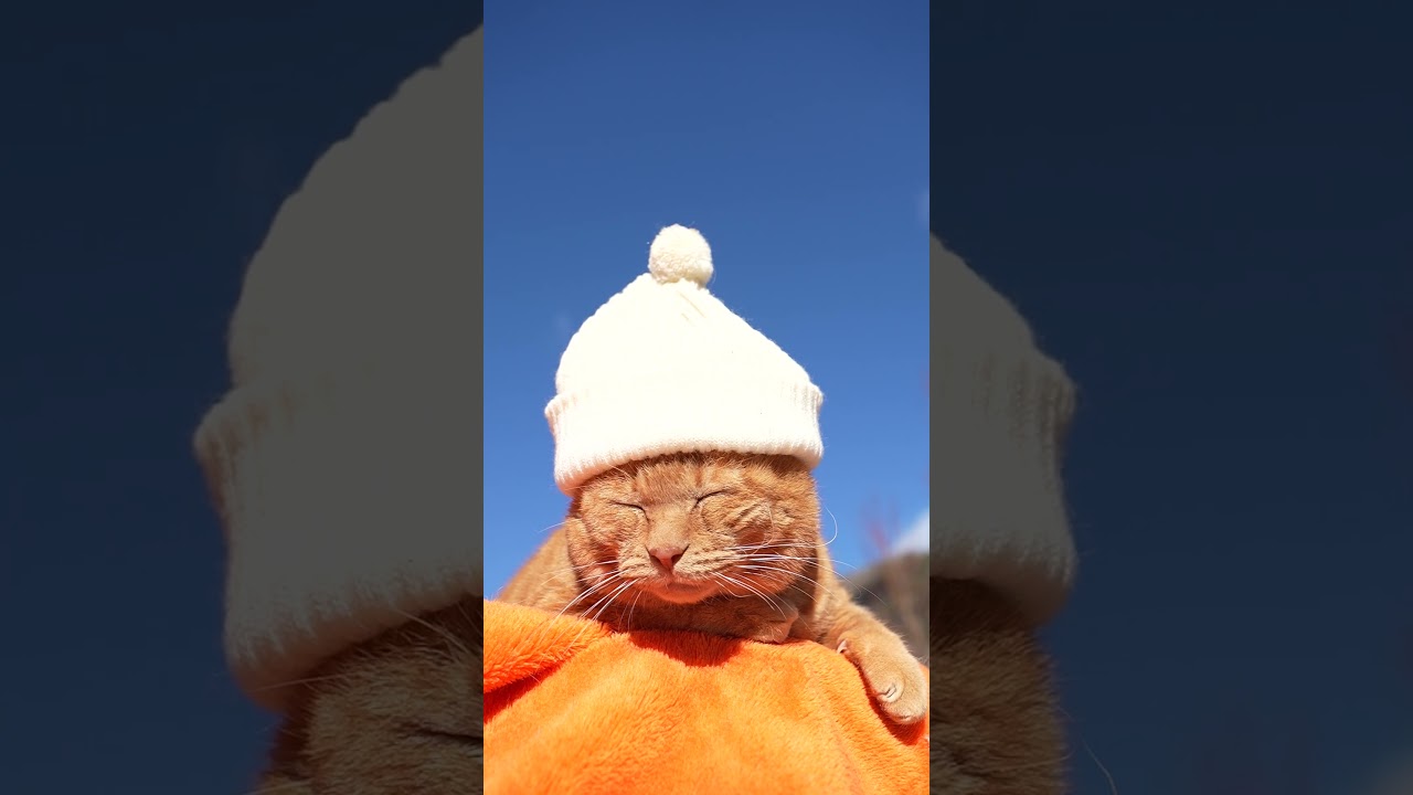 しろぼう 260206 #のせ猫 #cat #ねこ #猫のいる暮らし #cute #ネコ #猫