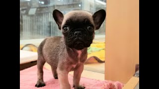 202000301 ミックス（フレンチブルドッグ×パグ） - ペットショップ HUG