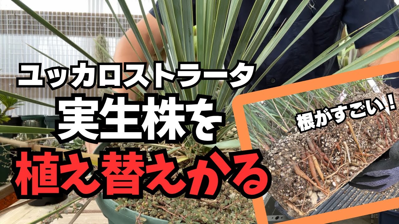 Rare] Replanting a Yucca rostrata seedling! The roots are amazing