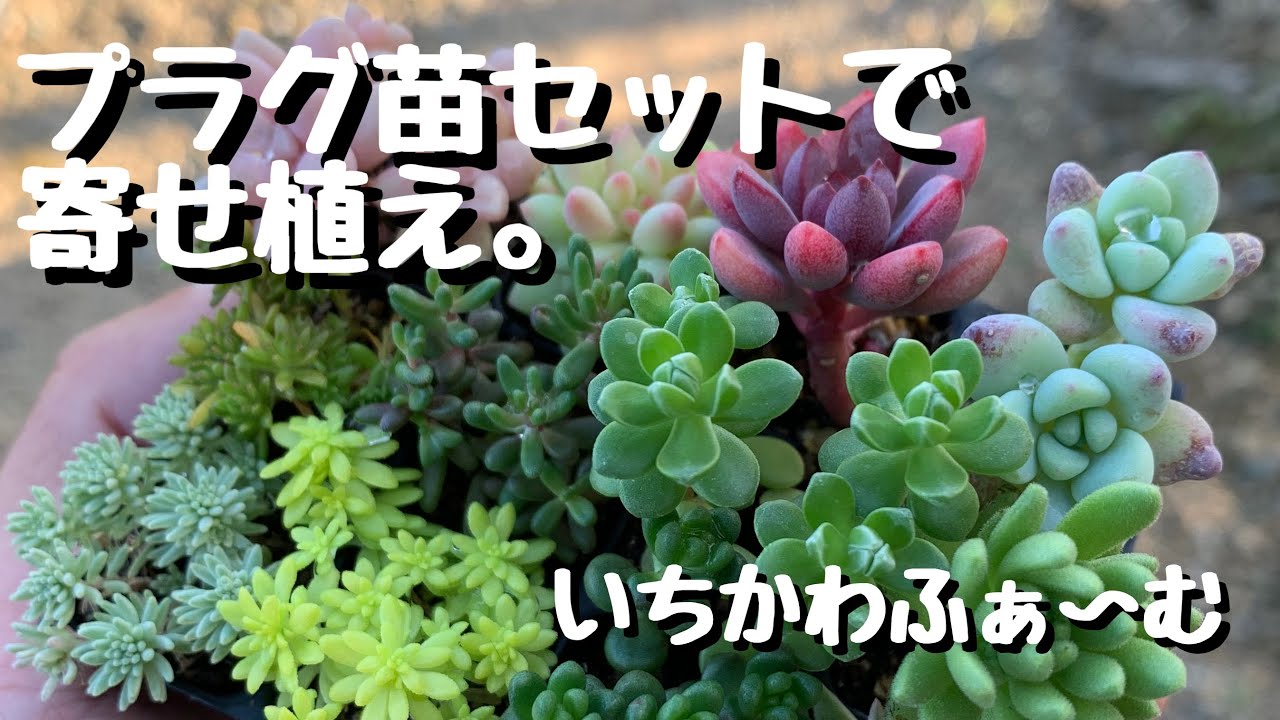 プラグ苗セットで寄せ植え！ - YouTube