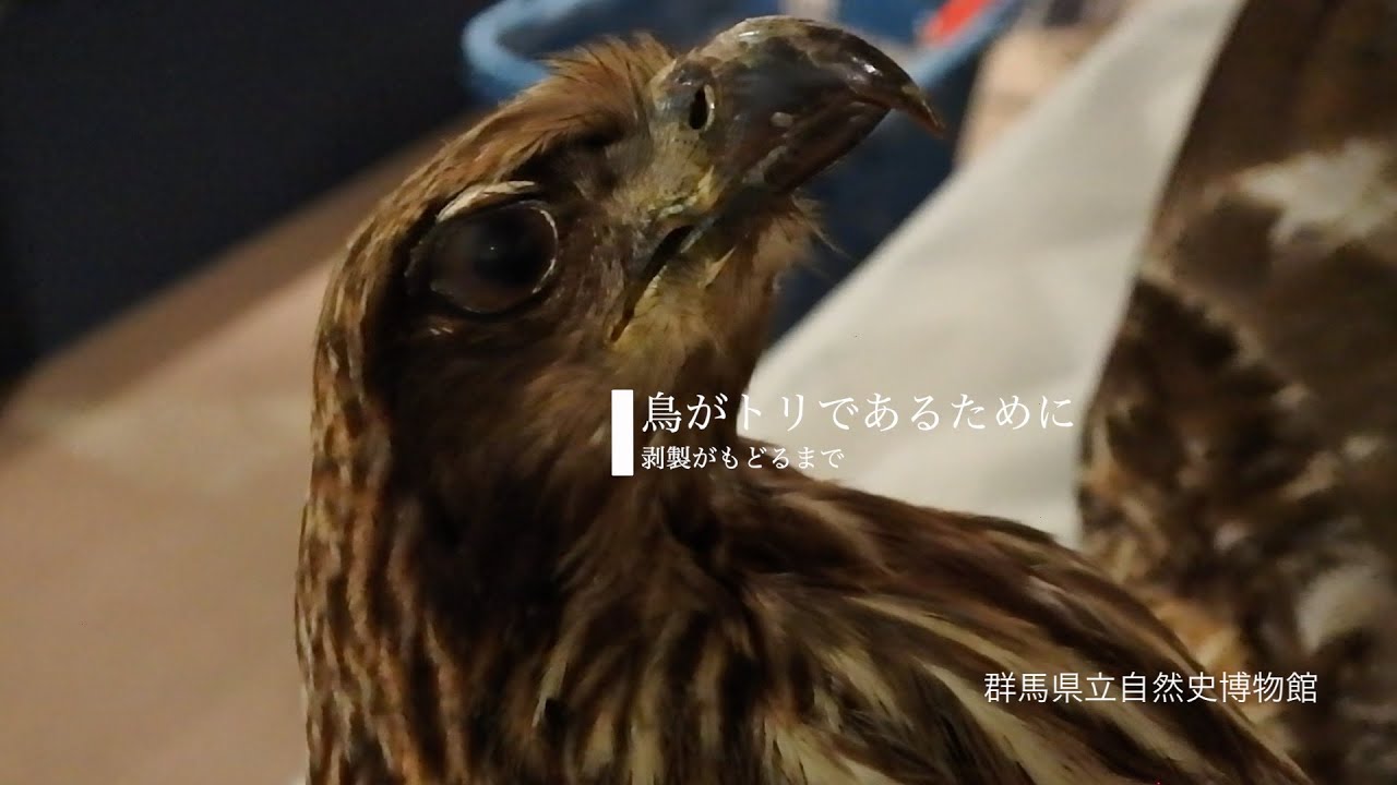企画展「鳥がトリであるために」～剥製が収蔵庫に戻るまで～｜自然史