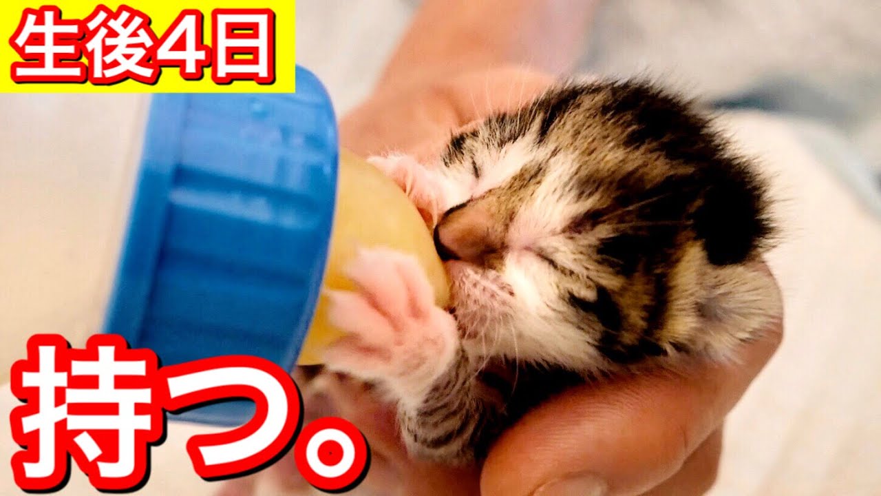 ミルクを飲むと止まらない生後4日の赤ちゃん子猫。【保護猫】 - YouTube
