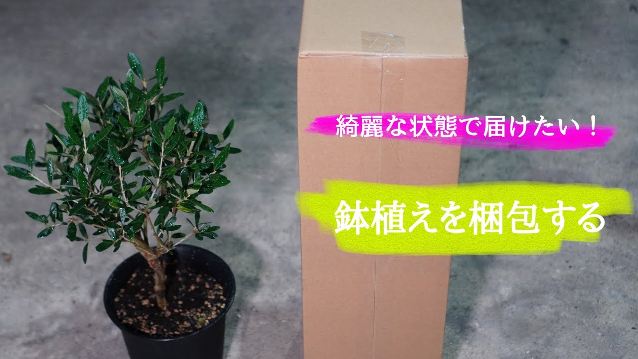鉢植え植物を梱包する。 - YouTube