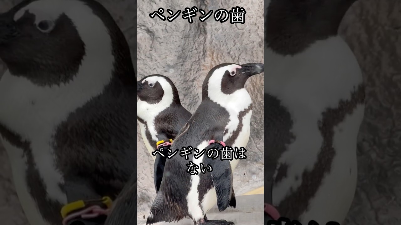 ペンギンの歯 - YouTube