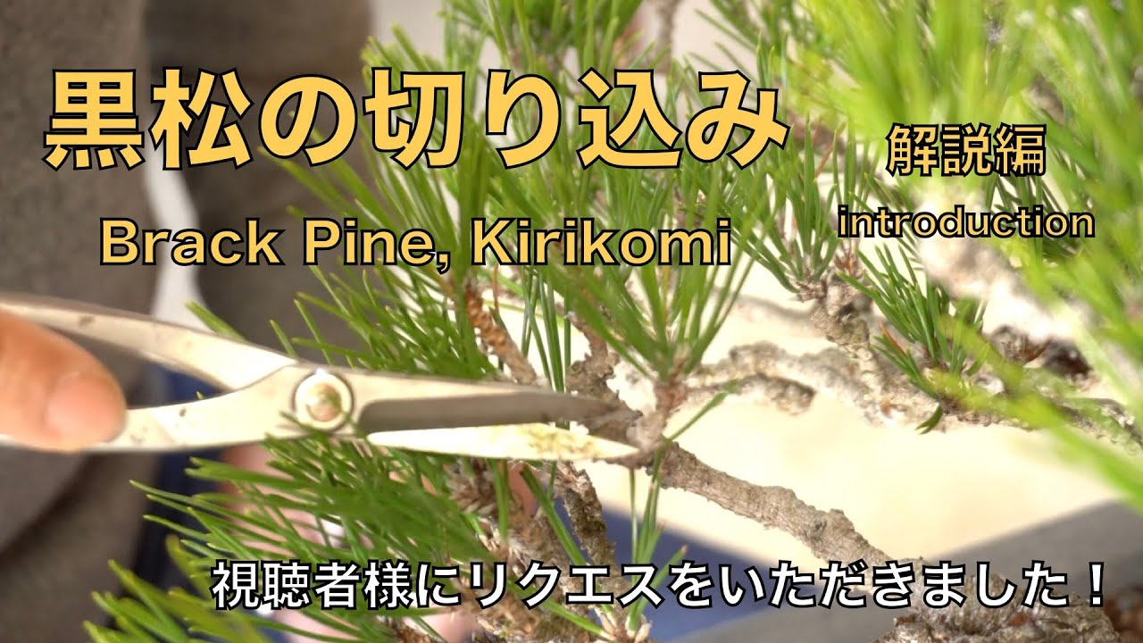 糸魚川真柏・紀州真柏 見分け方と、それぞれの特徴 [盆栽初心者講座