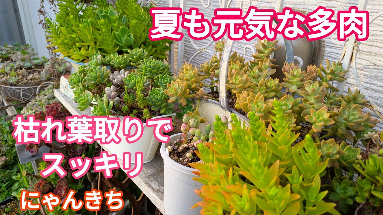Succulents] Introducing healthy succulents in summer with a