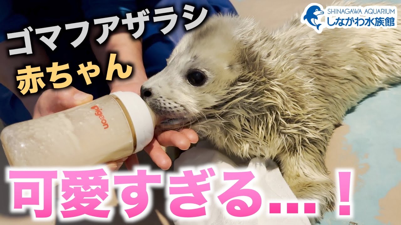 Baby spotted seal - nursing edition - @ Shinagawa Aquarium [Splash