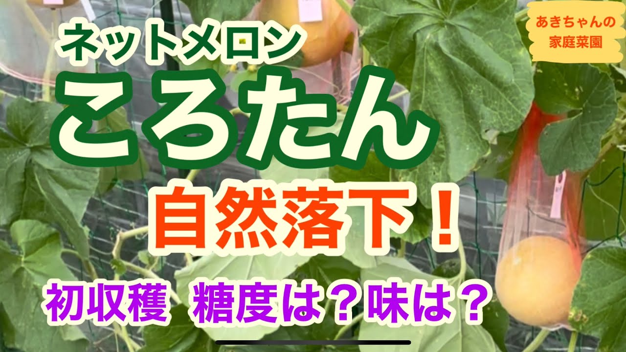 ネットメロン「ころたん」初めての栽培【メロン栽培】【ころたん