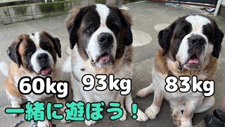 Saint Bernard] After a spectacular one-day run with his family