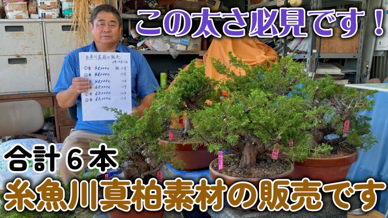 完売しました【番外編】2024年秋 糸魚川真柏の素材販売です合計6