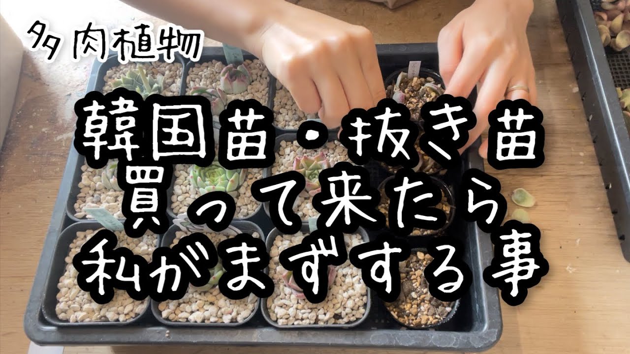 ① メルカリでセンペルビウム（多肉植物）の抜き苗を買う！早速開梱し