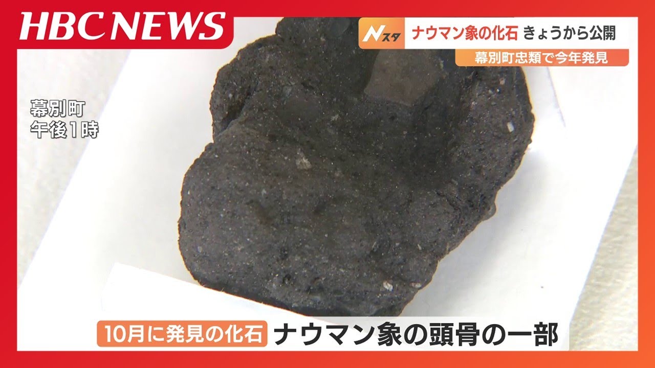 54年ぶりの大発見！10月に見つかったナウマン象の化石 地元で公開