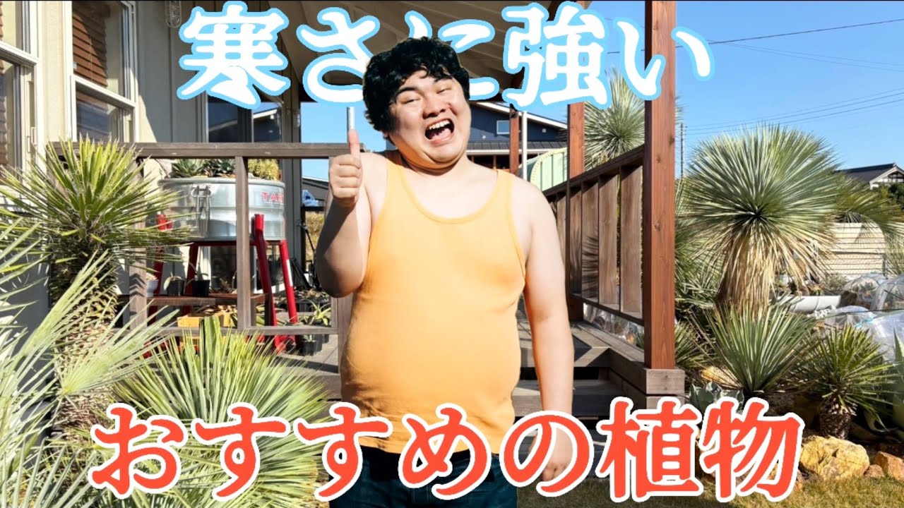 ドライガーデン】耐寒性抜群で養生いらずのメインツリーとアガベを紹介