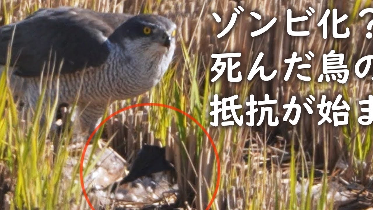 A Northern Goshawk Preys on a Dead Duck 🦅 Amazing 🦆 [Viewer