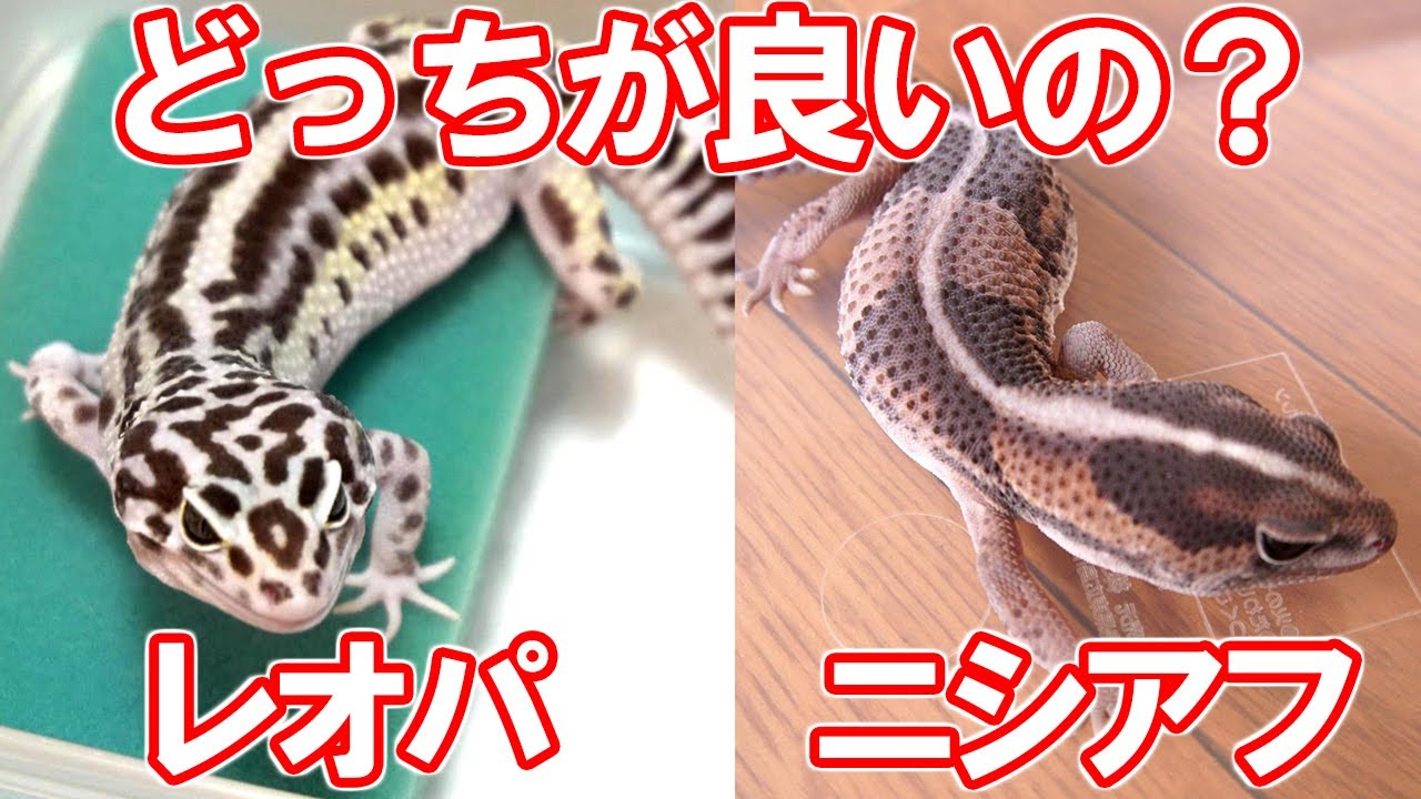 レオパとニシアフどっちが初心者向きなのか？ - YouTube