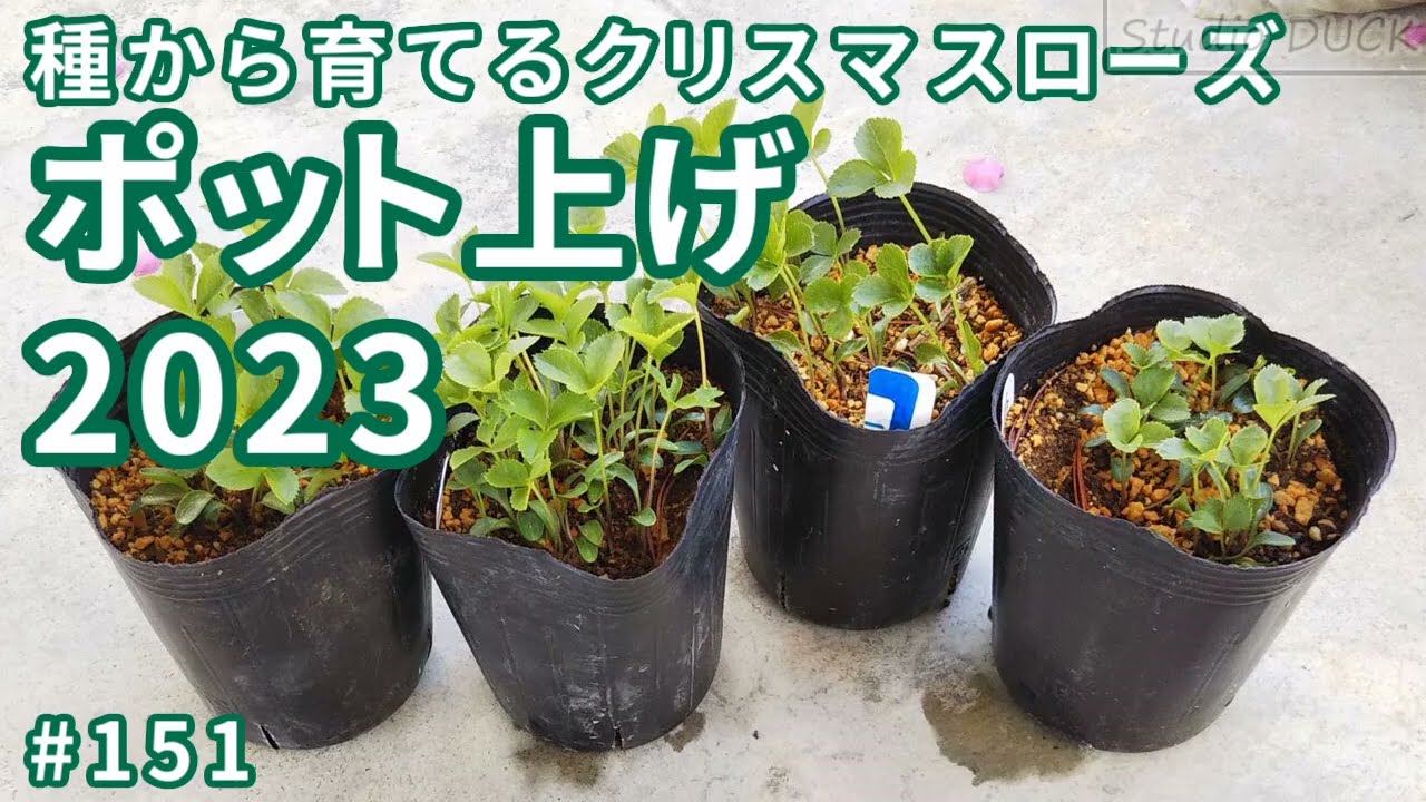 種から育てるクリスマスローズ「ポット上げ2023」 - YouTube