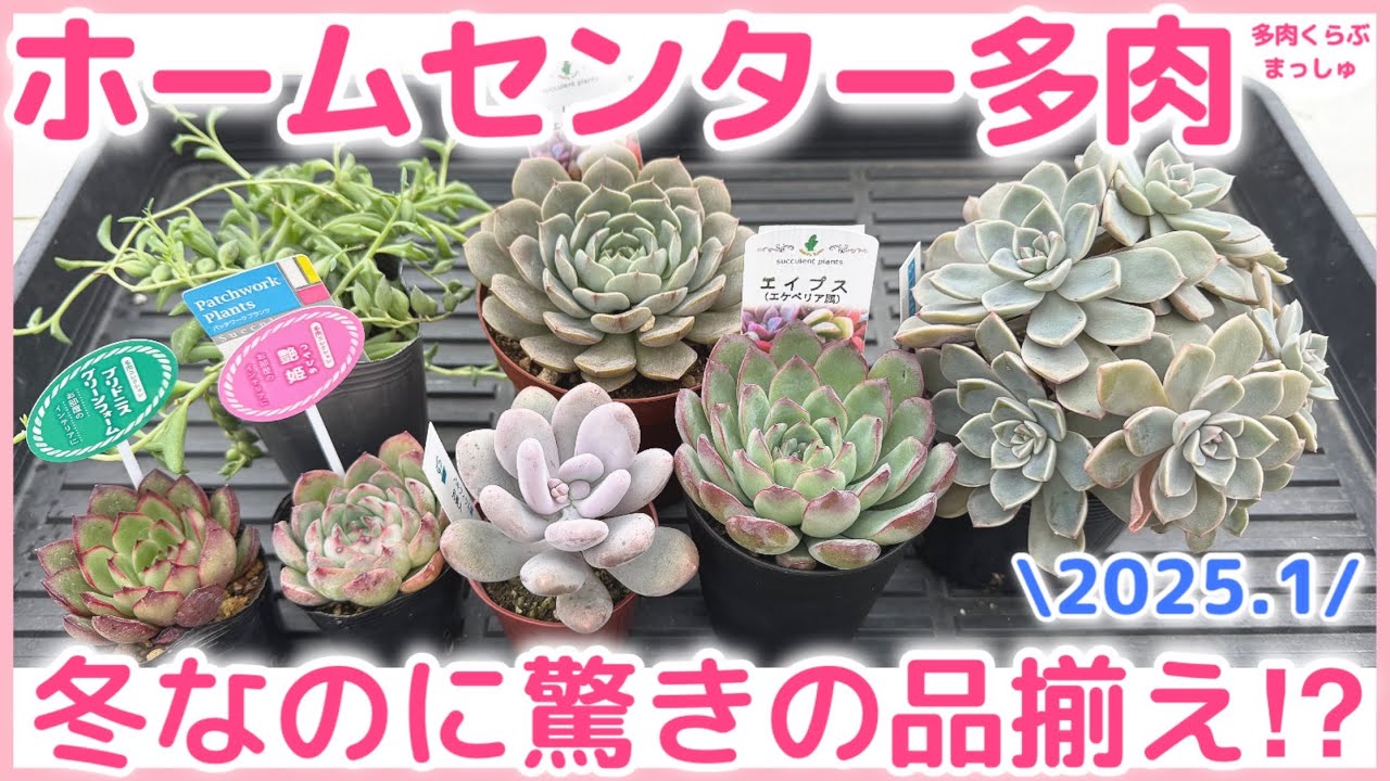 多肉植物】冬なのに驚きの品揃え❗️ホームセンターで見つけた可愛い