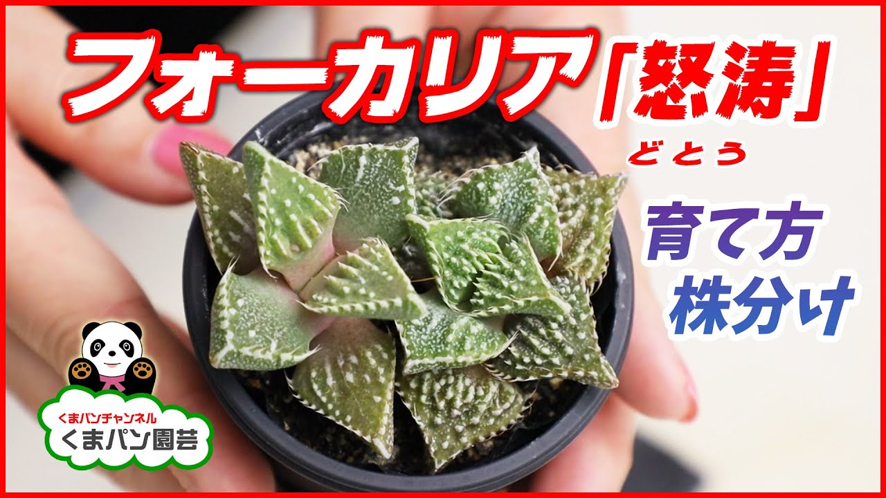 Succulents] Scary yet cute! How to grow and divide Fauculia 