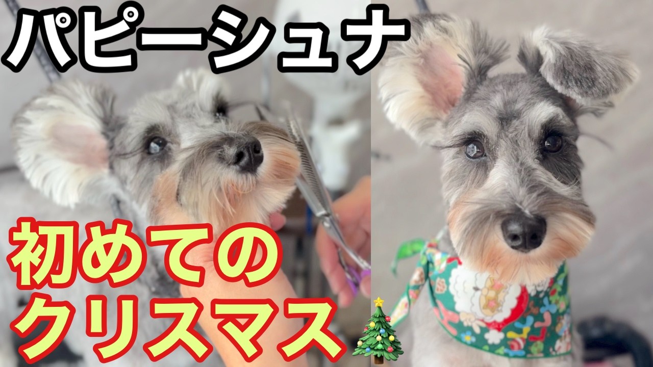 パピーのシュナウザー！初めてのクリスマストリミング🎄✂️（ちまき
