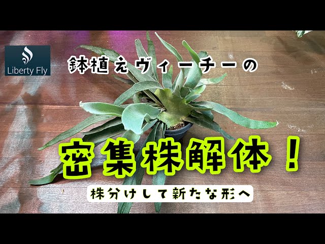 鉢植えヴィーチーの密集株の株分け方法と株分け後の仕立て方 - YouTube