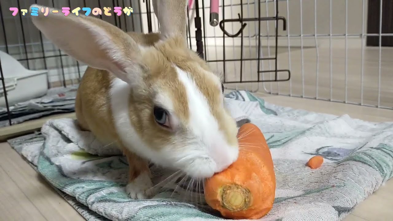 ASMR】ニンジンをカリカリと我が家のうさぎちゃん！食べてる姿に癒や