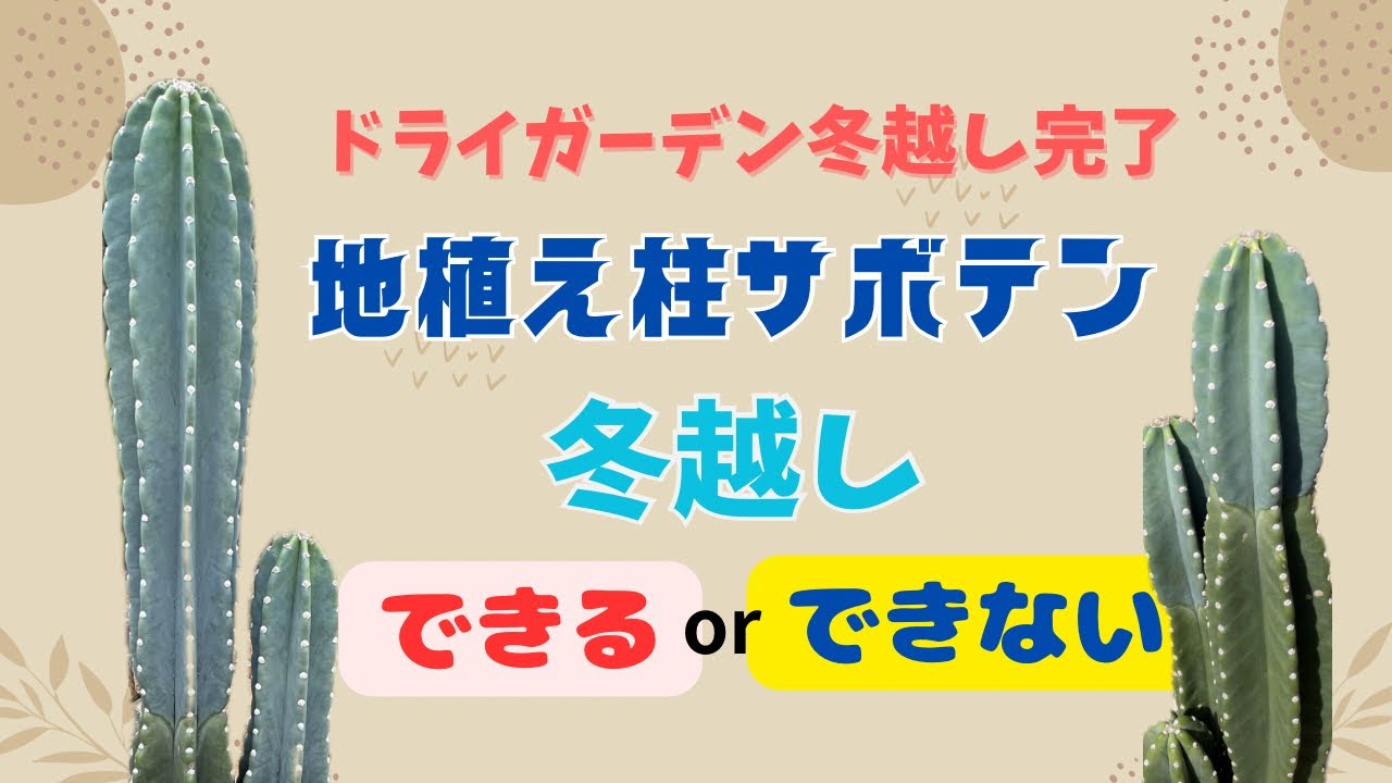 ドライガーデン冬越し完了！地植え柱サボテン 冬越しできる？できない