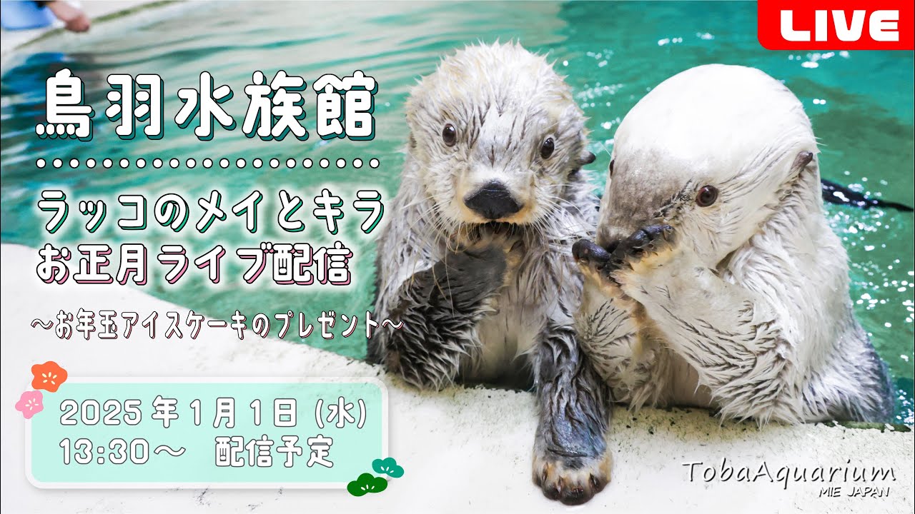 Toba Aquarium: Sea Otters Mei and Kira's New Year's Live Stream