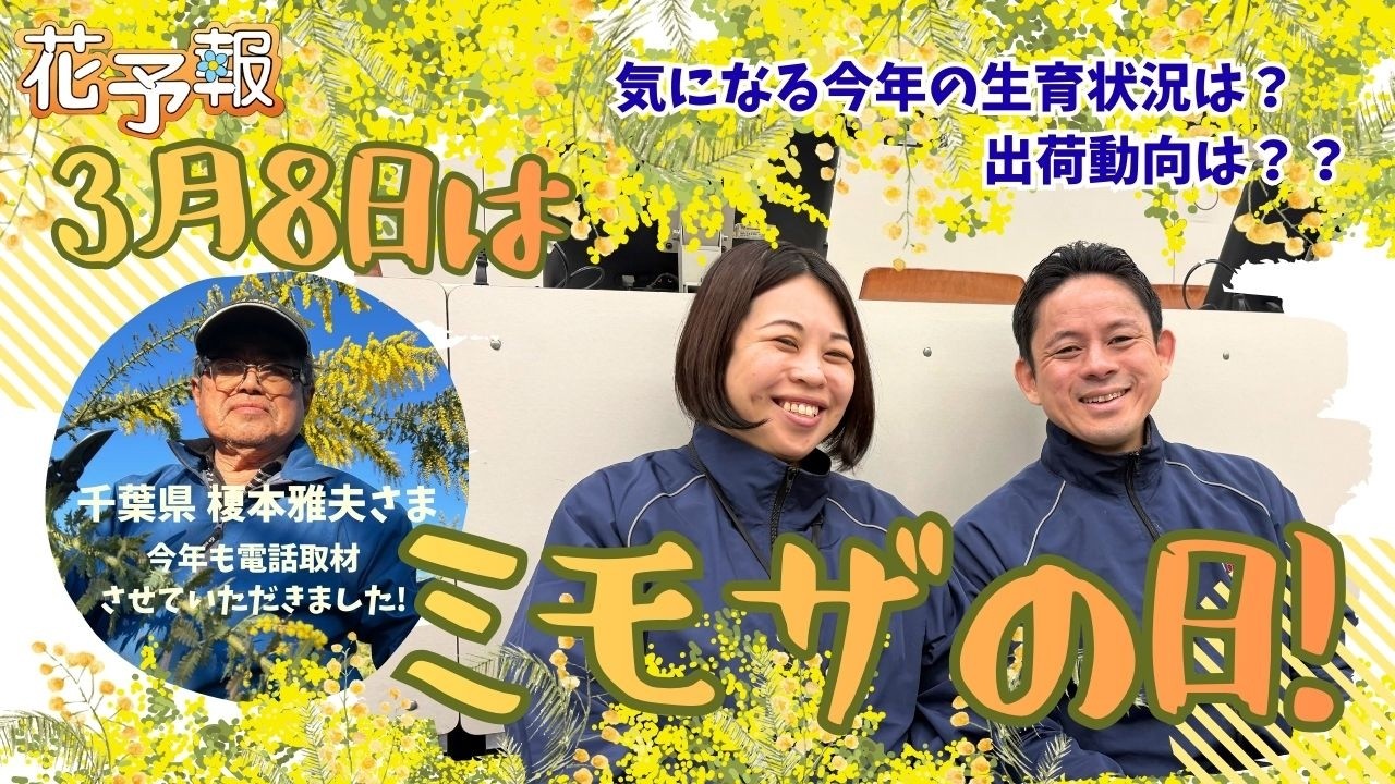 Mimosa Day is almost here! Latest shipping information! | Flower