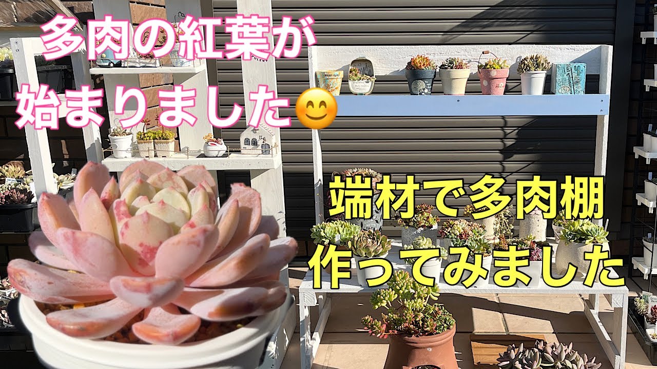 リナ様 多肉植物棚 GAI-W80OR3 ,OG-OR3 2点おまとめ リナ様 多肉