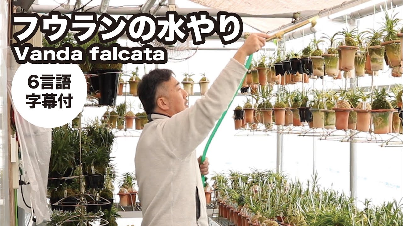 フウラン】大株の植え替え〜青野文和さん編 - YouTube