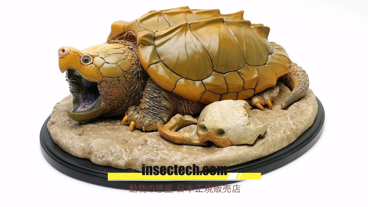動物の惑星 写実シリーズ】第一弾 初回頭骨付属 ワニガメ フィギュア