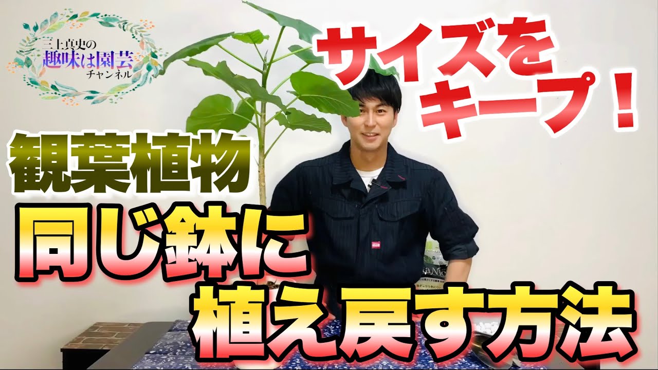 I don't want it to get bigger!] How to keep your houseplants in