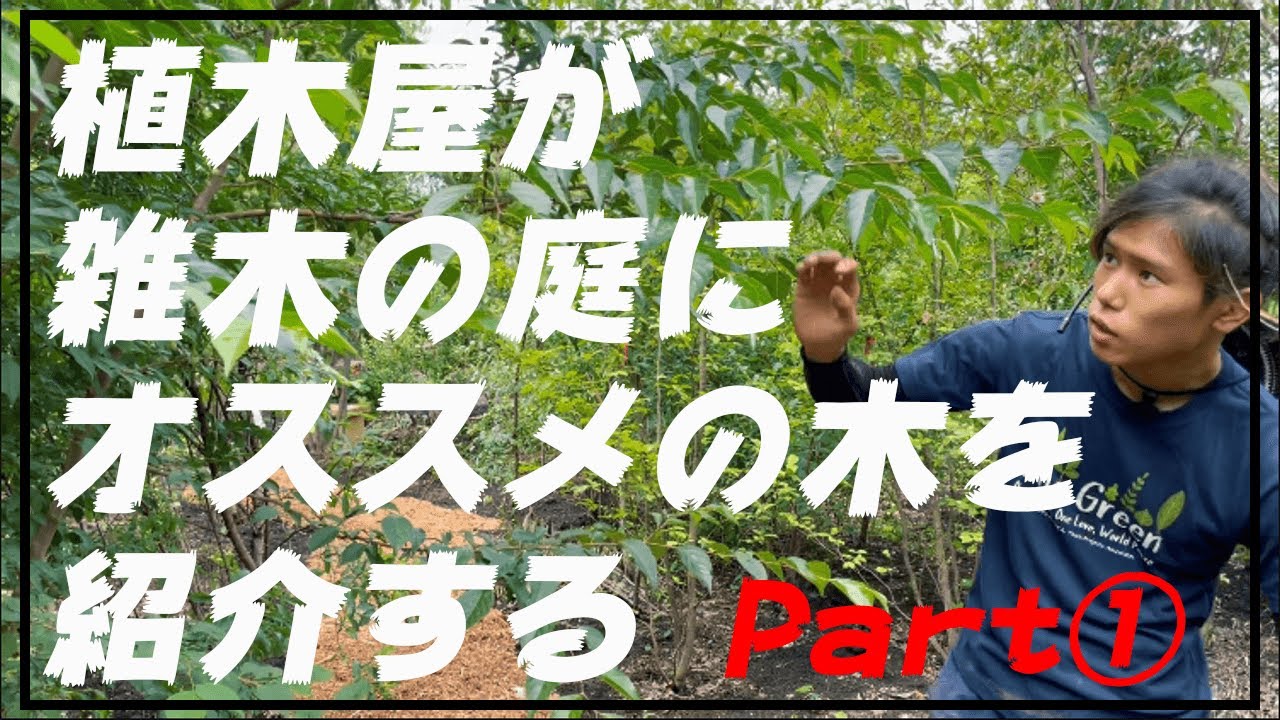 雑木の庭にオススメ樹種を紹介PART1アオダモ 、アオハダ、モミジ