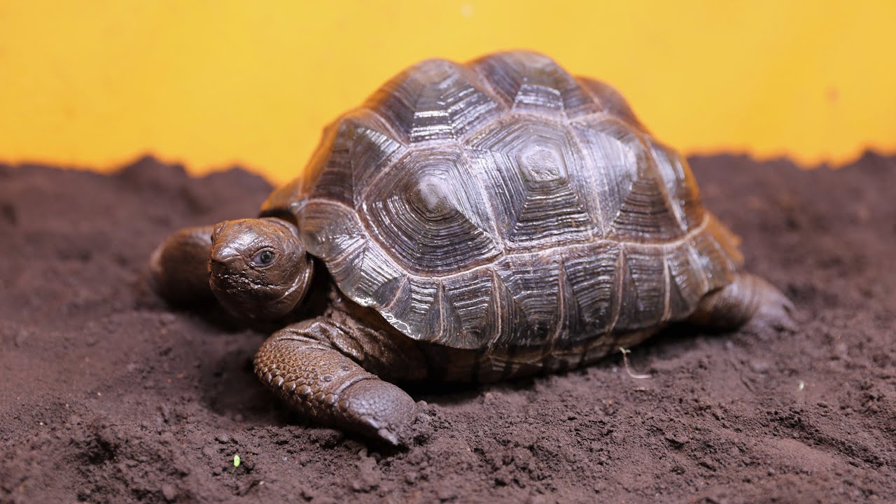 I started to have a baby giant tortoise - YouTube
